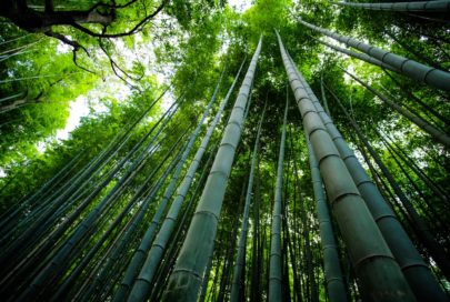 la production de bambou a des conséquences sur l'environnement
